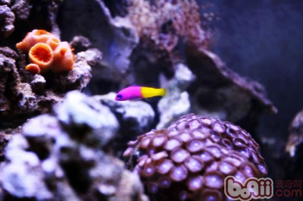 雙色草莓魚