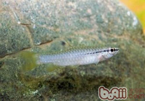 濺水魚