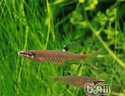 濺水魚