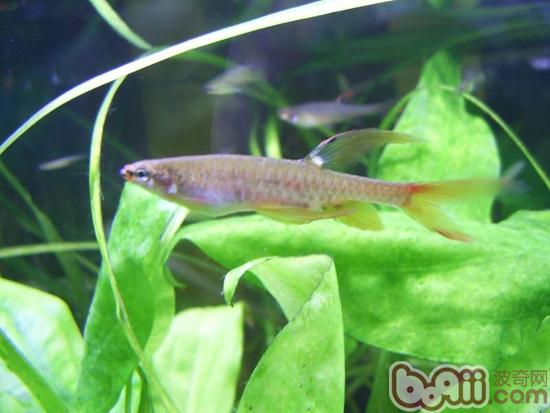濺水魚