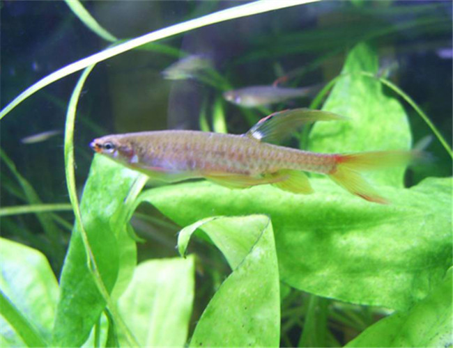 濺水魚