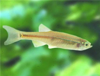 白雲山魚