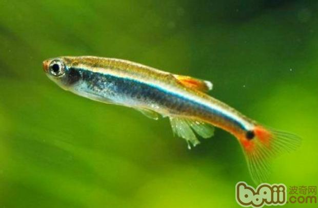 白雲山魚