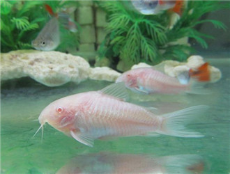 白鼠魚