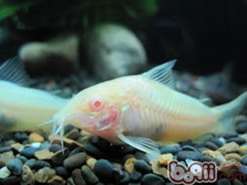 白鼠魚