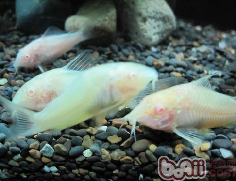 白鼠魚