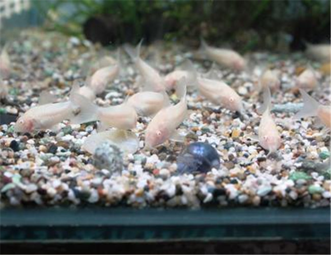 白鼠魚