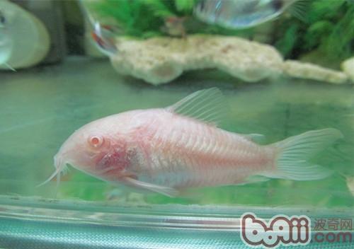 白鼠魚