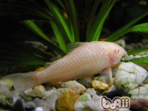 白鼠魚