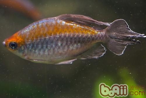 剛果扯旗魚