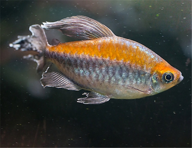 剛果扯旗魚