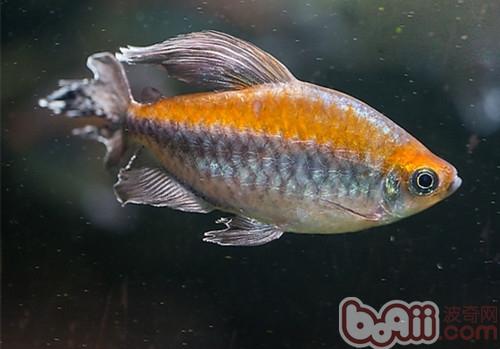 剛果扯旗魚