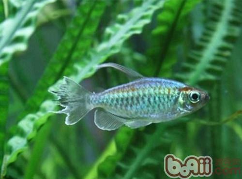 剛果扯旗魚