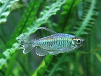 剛果扯旗魚