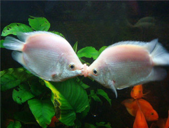 接吻魚