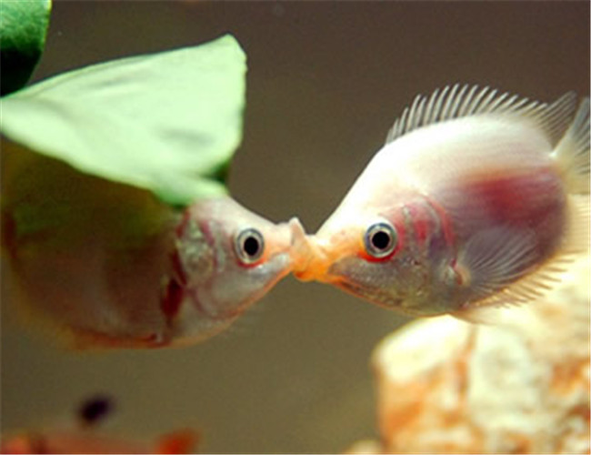 接吻魚