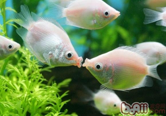 接吻魚