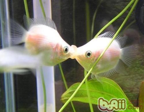 接吻魚
