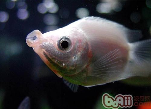 接吻魚
