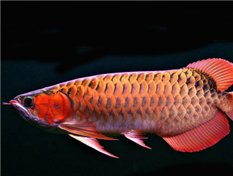 亞洲龍魚