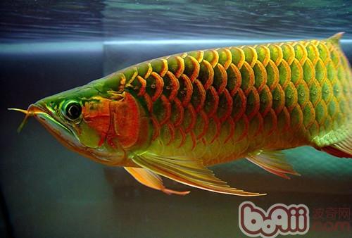 亞洲龍魚