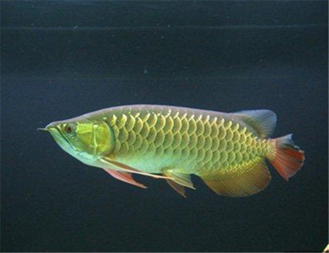 亞洲龍魚