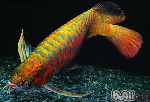 亞洲龍魚