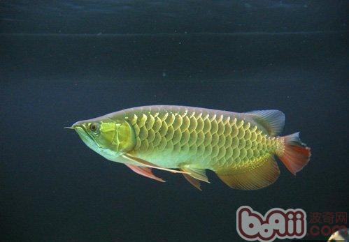 亞洲龍魚