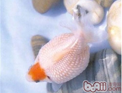 玫瑰紅虎頭龍睛