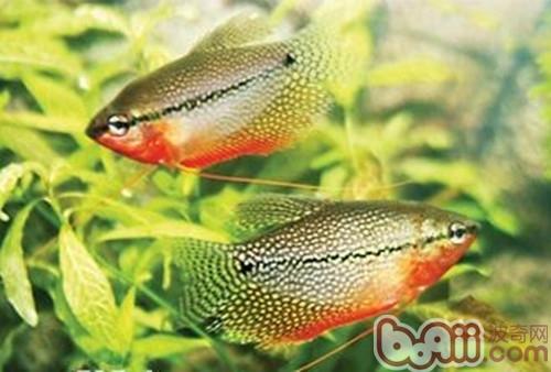 珍珠馬甲