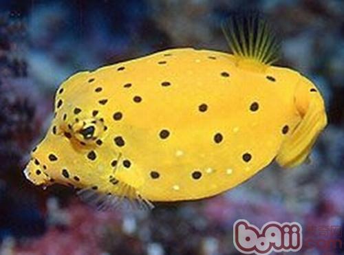 木瓜魚