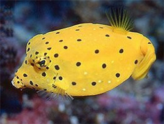木瓜魚