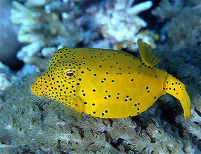木瓜魚