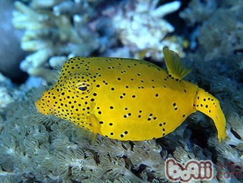 木瓜魚