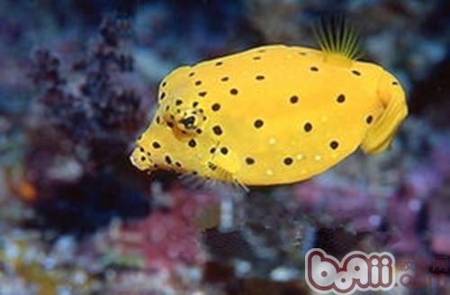 木瓜魚
