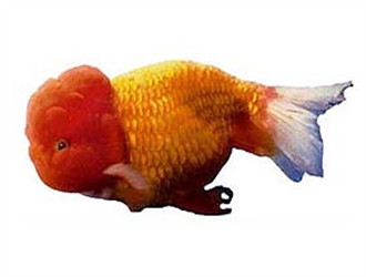 紅虎頭金魚