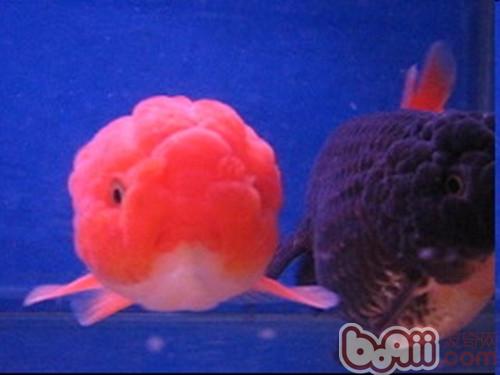 紅虎頭金魚