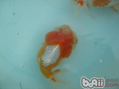 紅虎頭金魚