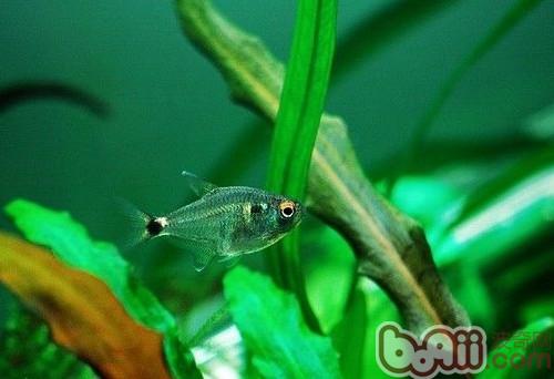 頭尾燈魚