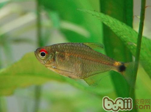 頭尾燈魚