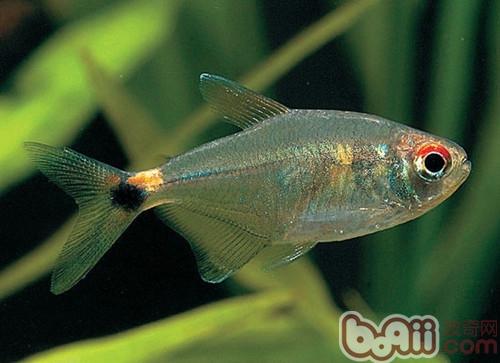 頭尾燈魚
