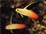 雷達魚