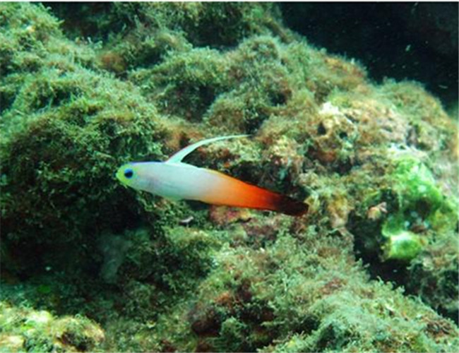 雷達魚