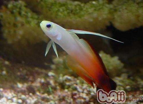雷達魚