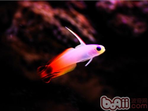 雷達魚