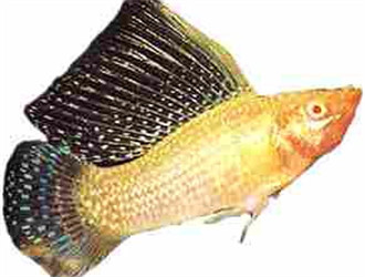 摩利魚