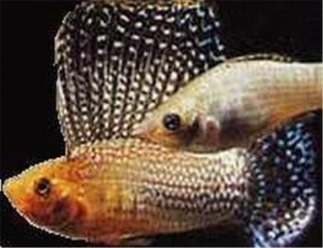摩利魚