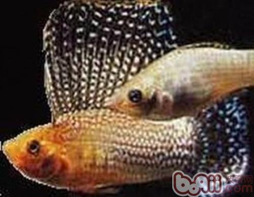 摩利魚
