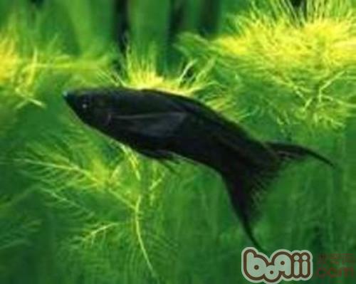 摩利魚