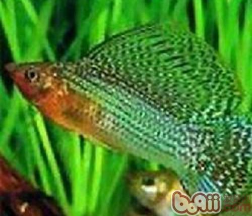 摩利魚